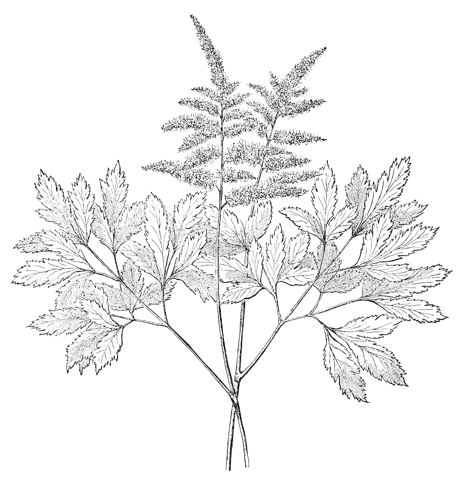 vintage astilbe drawing