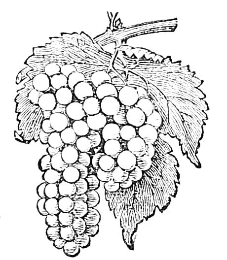 vintage bunch of grapes drawing
