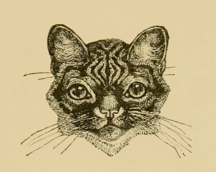 cat face drawing