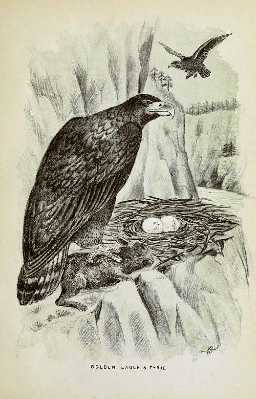 golden eagle bird nest drawing