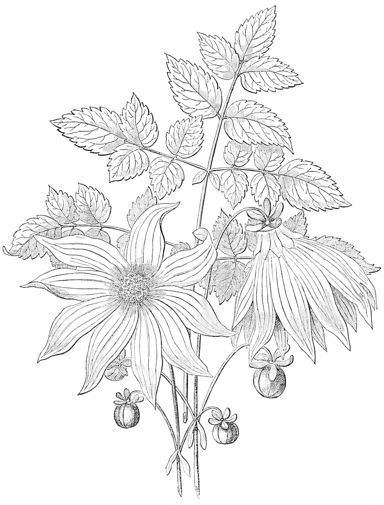 vintage imperial dahlia drawing