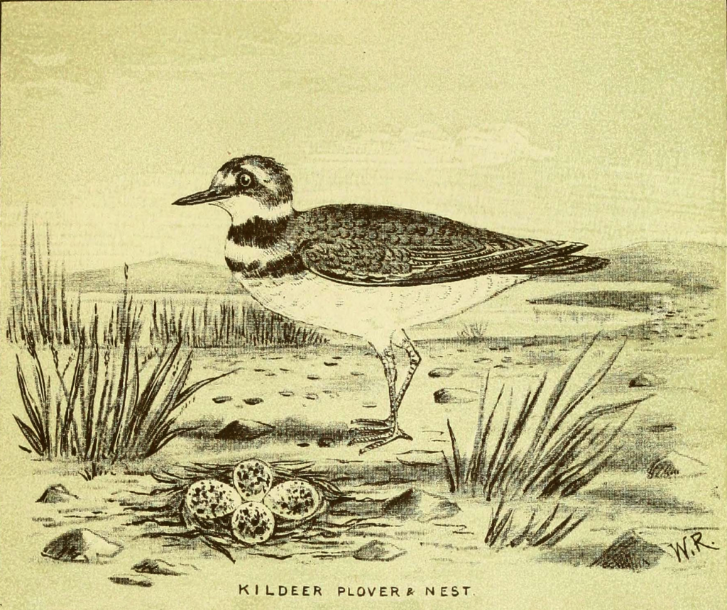 killdeer plover nest drawing