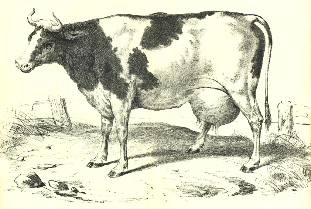 vintage milk cow drawing