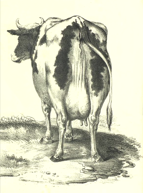 milk cow image from 1857