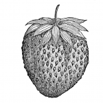 vintage strawberry drawing