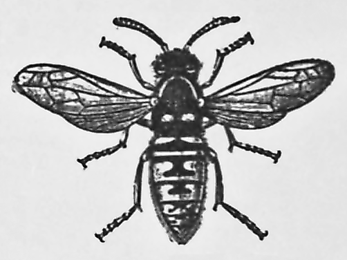 red wasp drawing