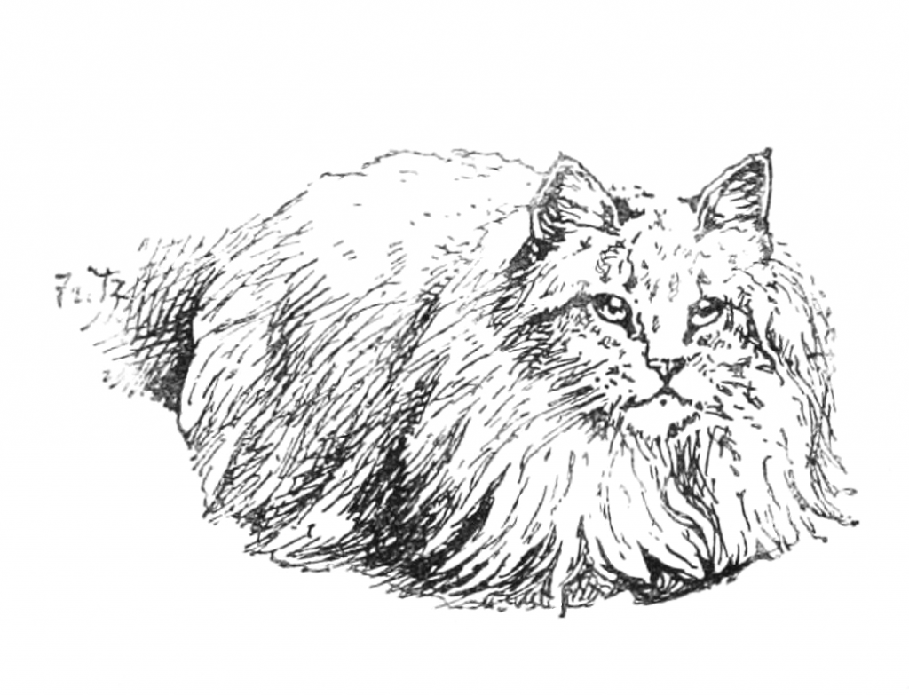 vintage white sitting cat drawing