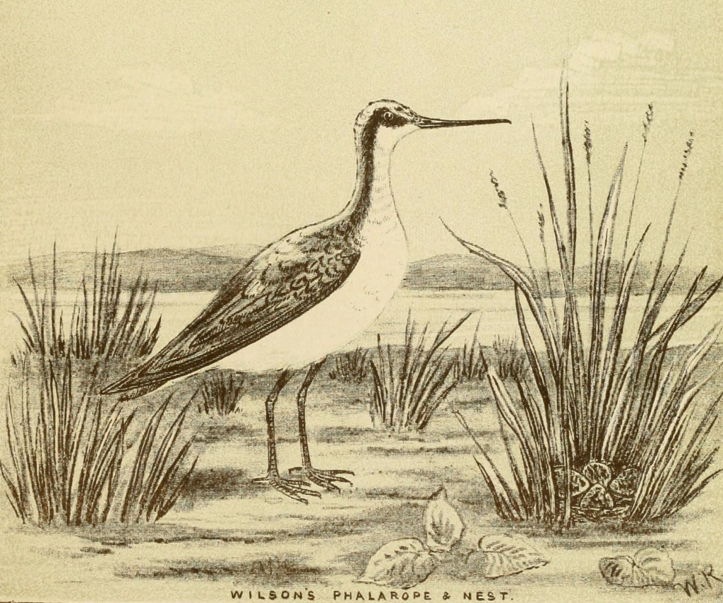 wilsons phalarope nest drawing