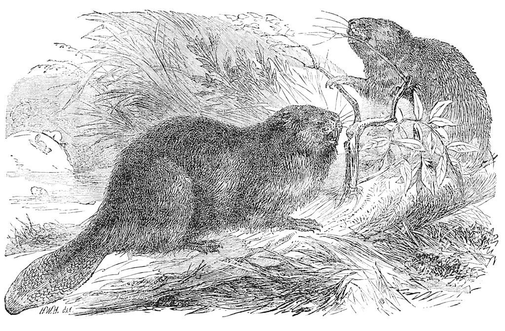 vintage beaver drawing from ReusableArt.com