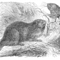 vintage beaver drawing from ReusableArt.com