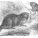 vintage beaver drawing from ReusableArt.com