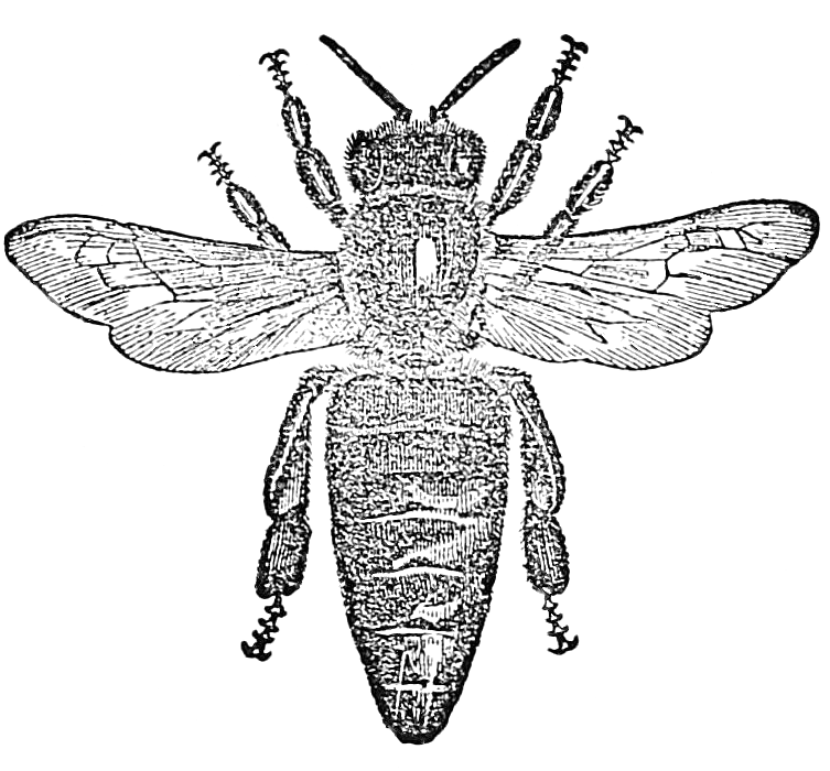 vintage bee engraving