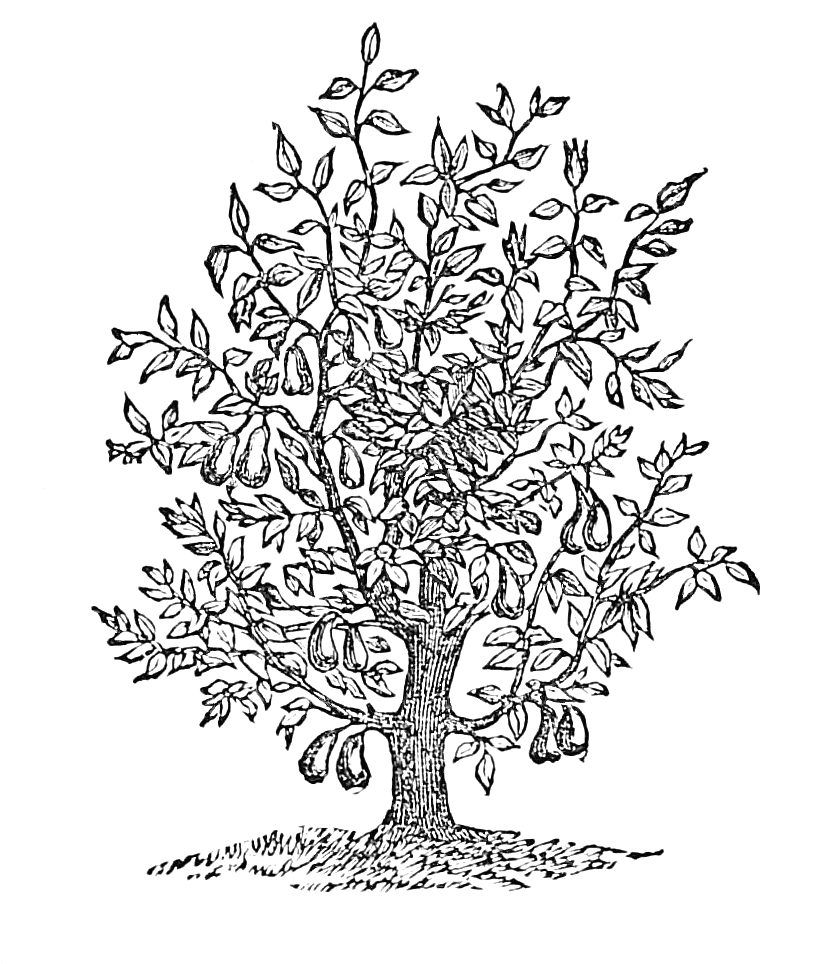 Fig Tree Realistic Vector Sketch Stock Vector Royalty Free 215338714   Shutterstock