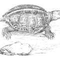 vintage box turtle drawing