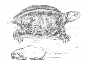 vintage box turtle drawing