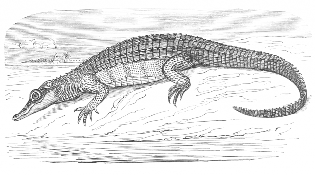 vintage caiman illustration