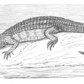 vintage caiman drawing