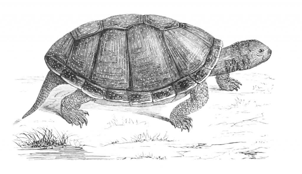 European pond turtle illustration