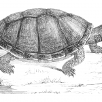 European pond turtle illustration
