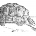 Vintage Greek tortoise drawing from ReusableArt.com