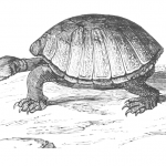 vintage grinning tortoise drawing from ReusableArt.com