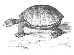 vintage grinning tortoise drawing from ReusableArt.com