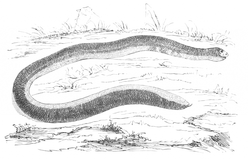 vintage shield tail snake drawing