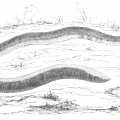 vintage shield tail snake drawing