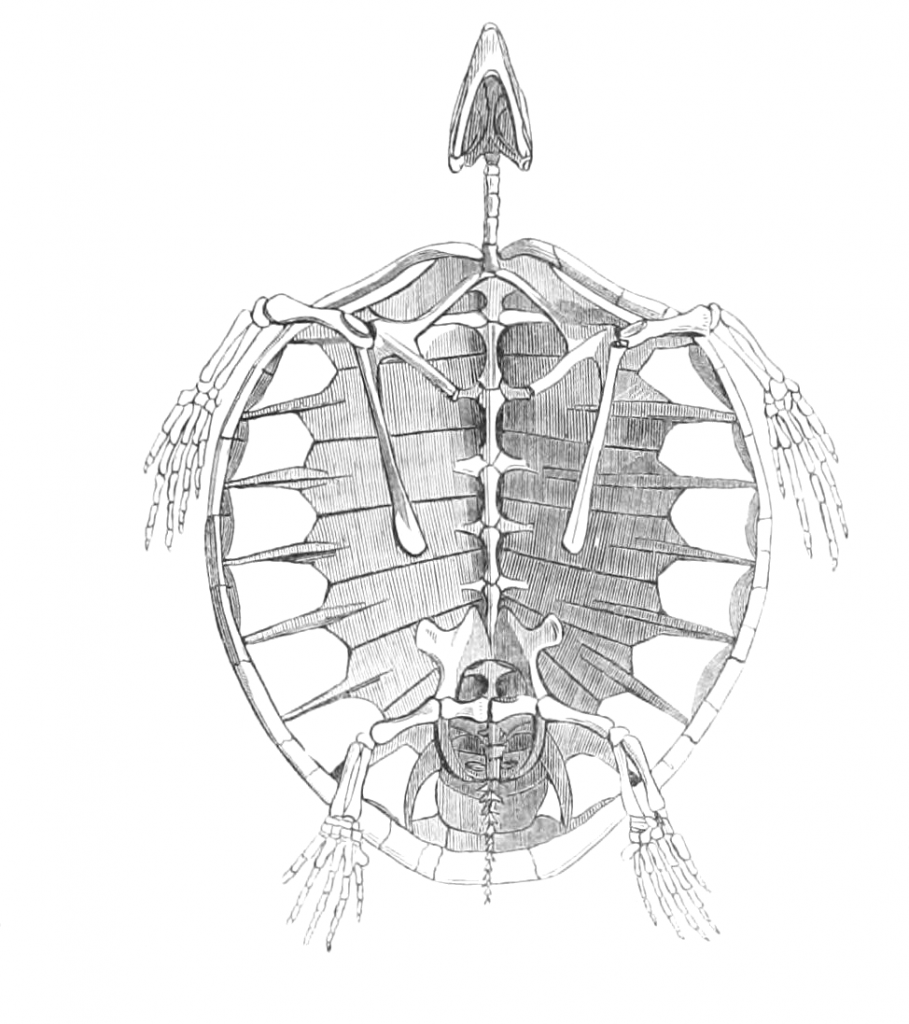 vintage turtle skeleton