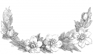 anemone flowers drawing