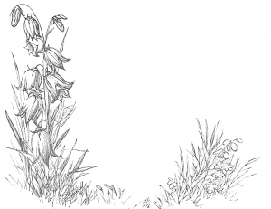 bluebell flowers drawing