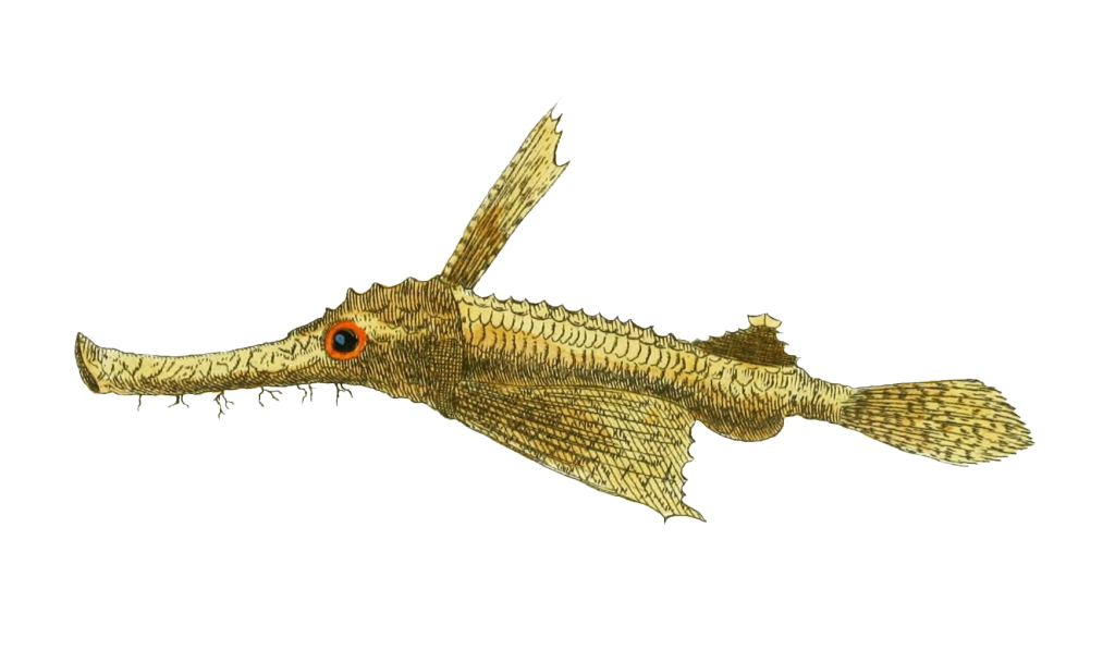 vintage little dragonfish drawing