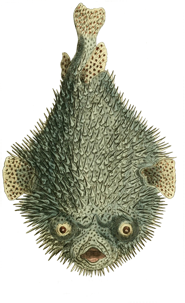 vintage spotted porcupinefish drawing