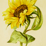 sunflower drawing