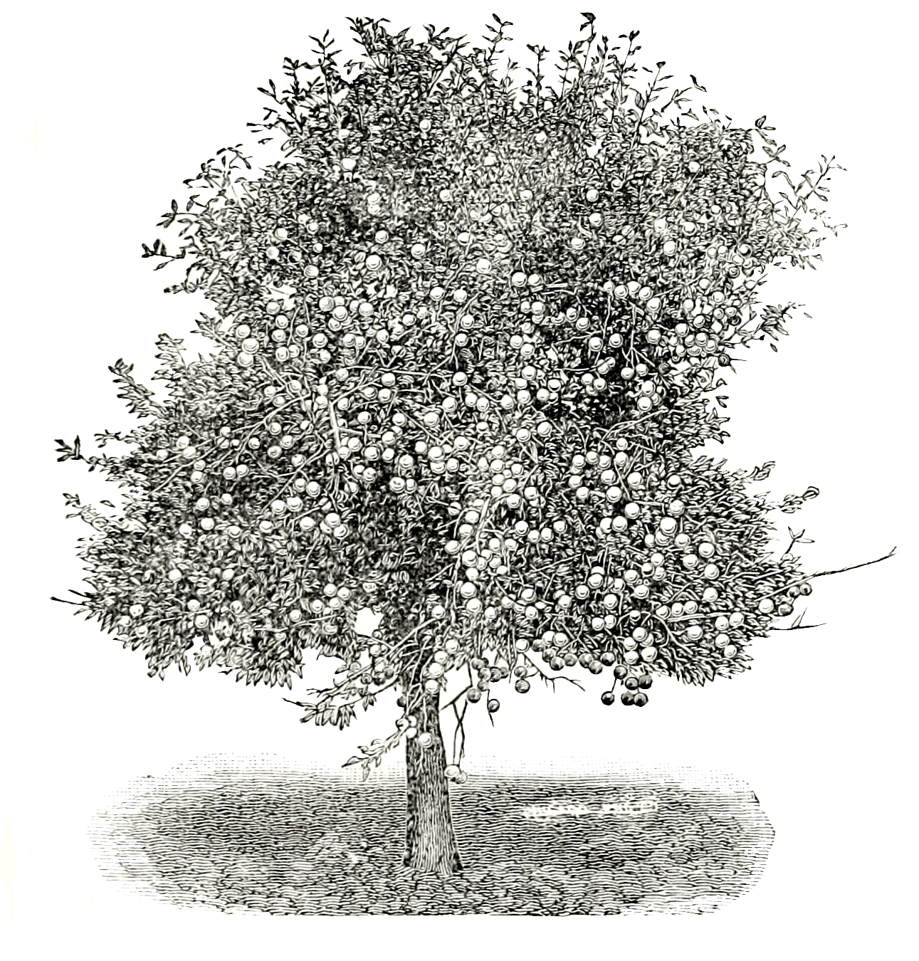 Black & White Tree Sketch