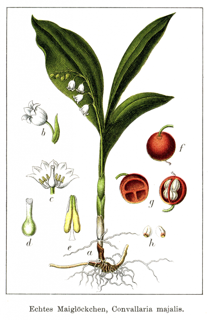 convallaria majalis life cycle botanical print
