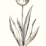 vintage tulip drawing