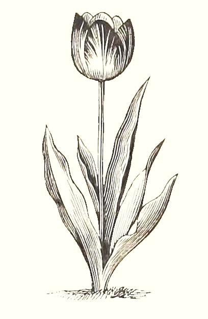 vintage tulip drawing