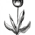 vintage tulip engraving