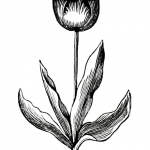 vintage tulip engraving