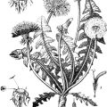 public domain, vintage dandelion drawing - full life cycle