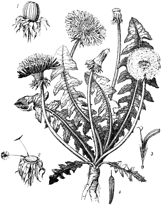 public domain, vintage dandelion drawing - full life cycle