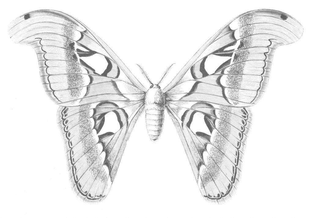attacus atlas moth drawing