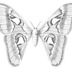 attacus atlas butterfly drawing