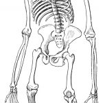ape skeleton drawing