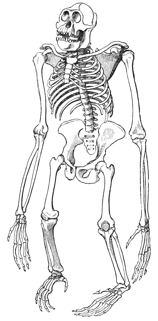 ape skeleton drawing