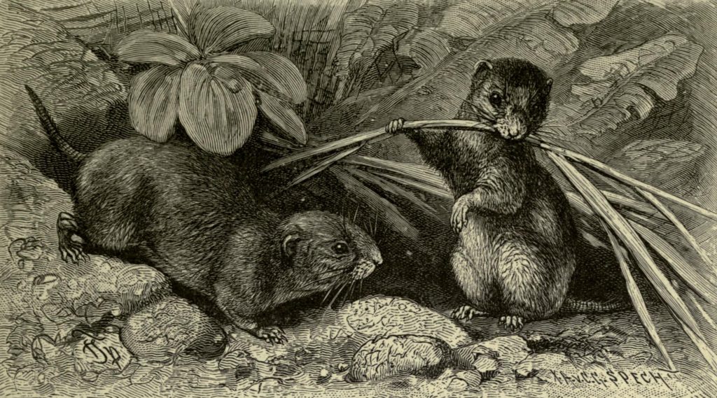 vintage field vole drawing