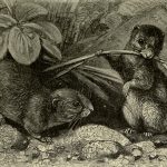 vintage field vole drawing