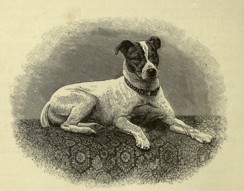 fox terrier drawing