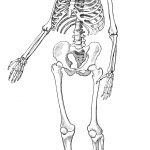 human skeleton drawing
